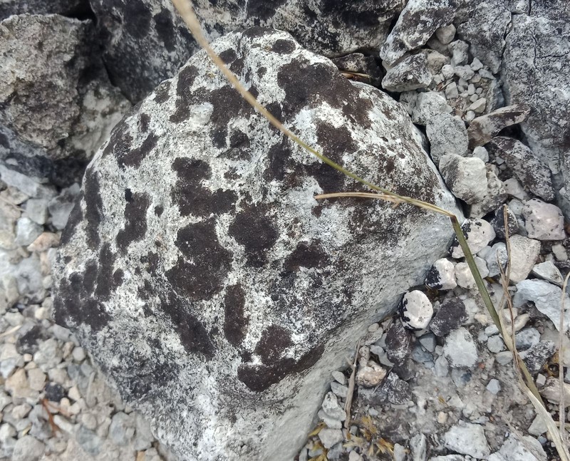 Wart Lichen photo 2