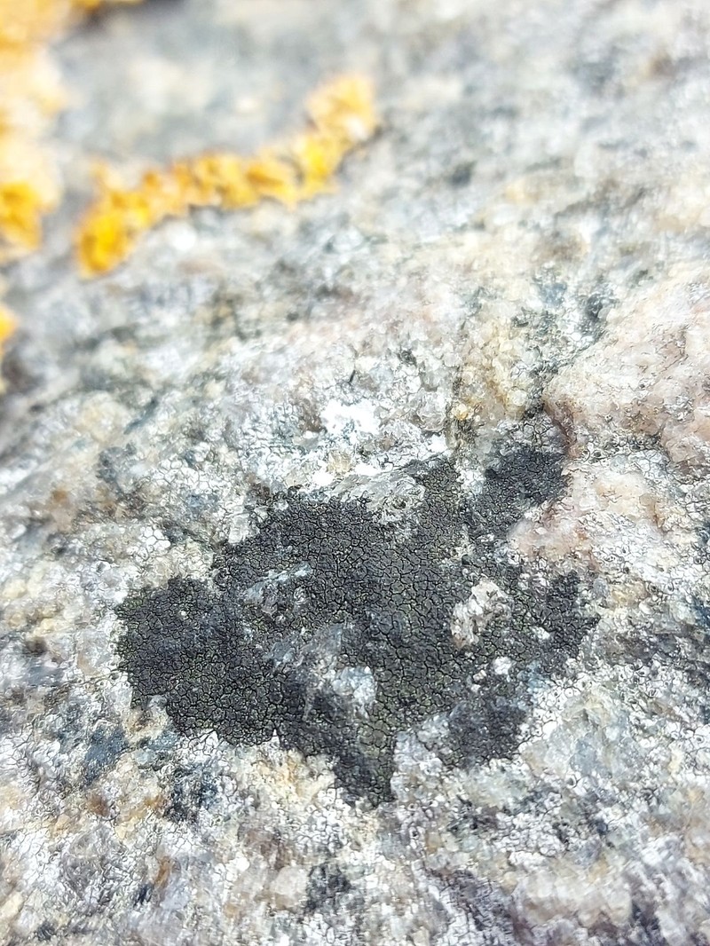 Wart Lichen photo 3