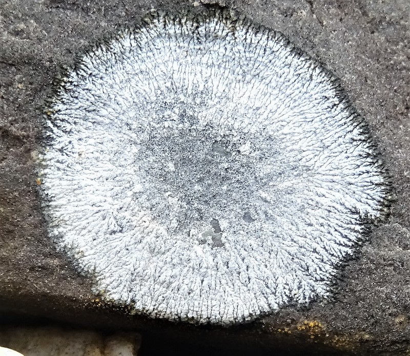 Wart Lichen photo 4