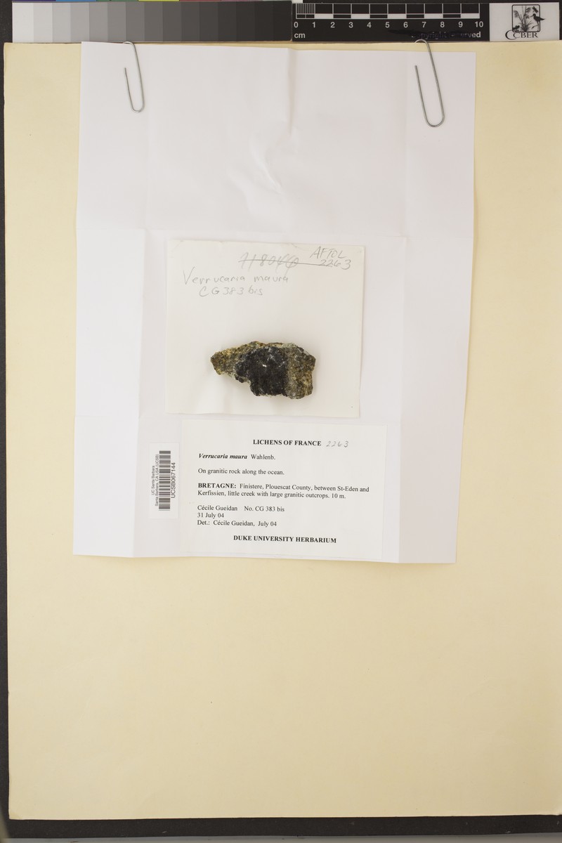 Wart Lichen photo 5