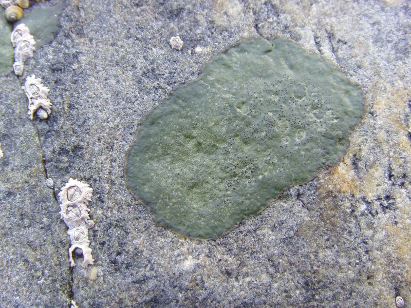 Wart Lichen