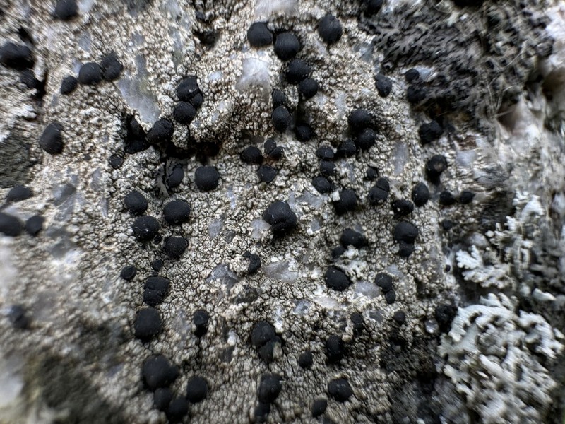 Wart Lichen photo 2