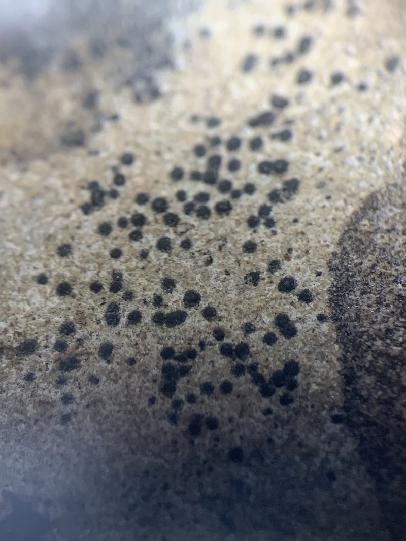 Wart Lichen photo 3