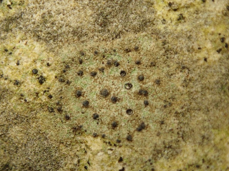 Wart Lichen photo 4