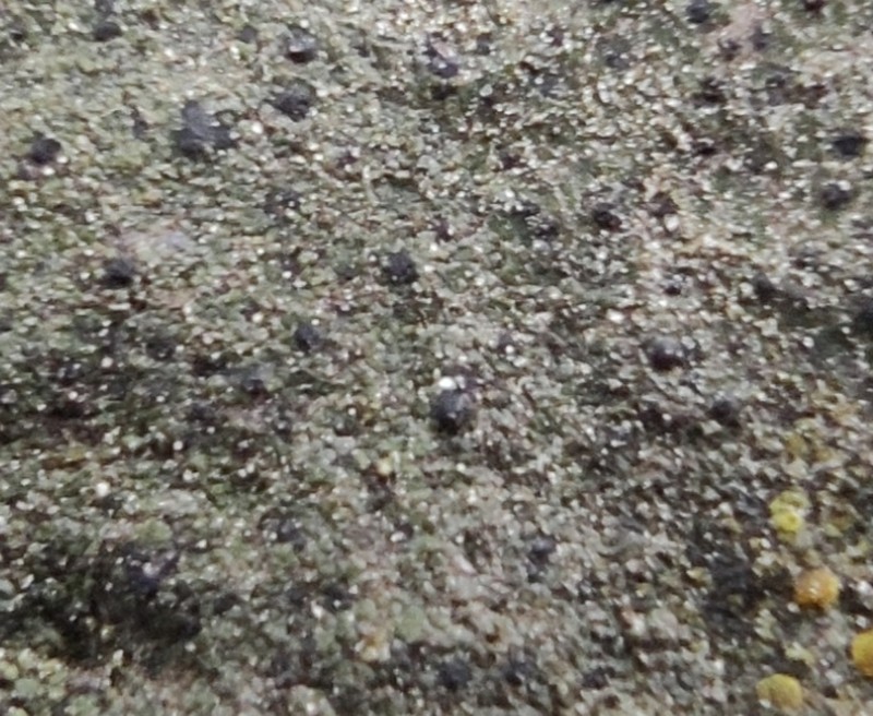 Wart Lichen photo 5
