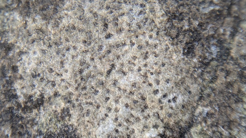 Wart Lichen photo 6