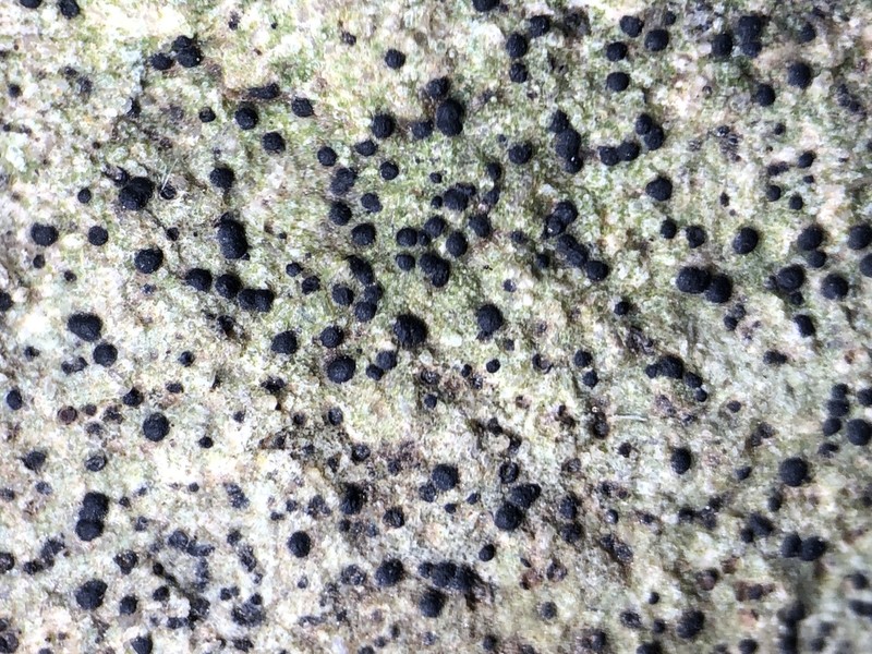Wart Lichen photo 7
