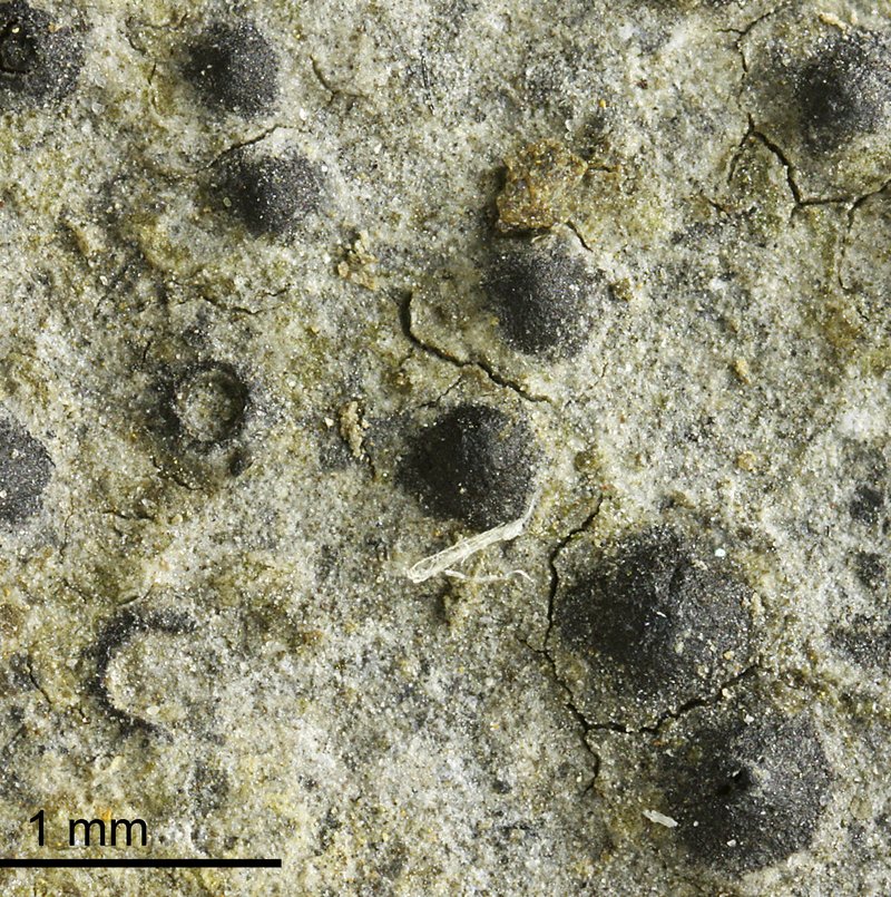 Wart Lichen