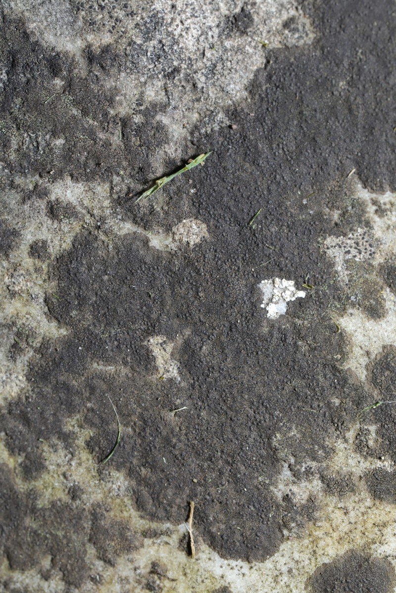 Wart Lichen photo 2