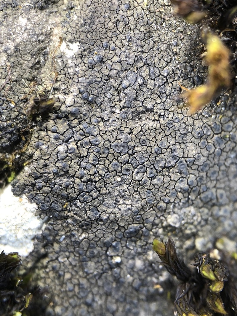 Wart Lichen photo 3