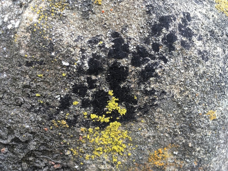 Wart Lichen photo 4