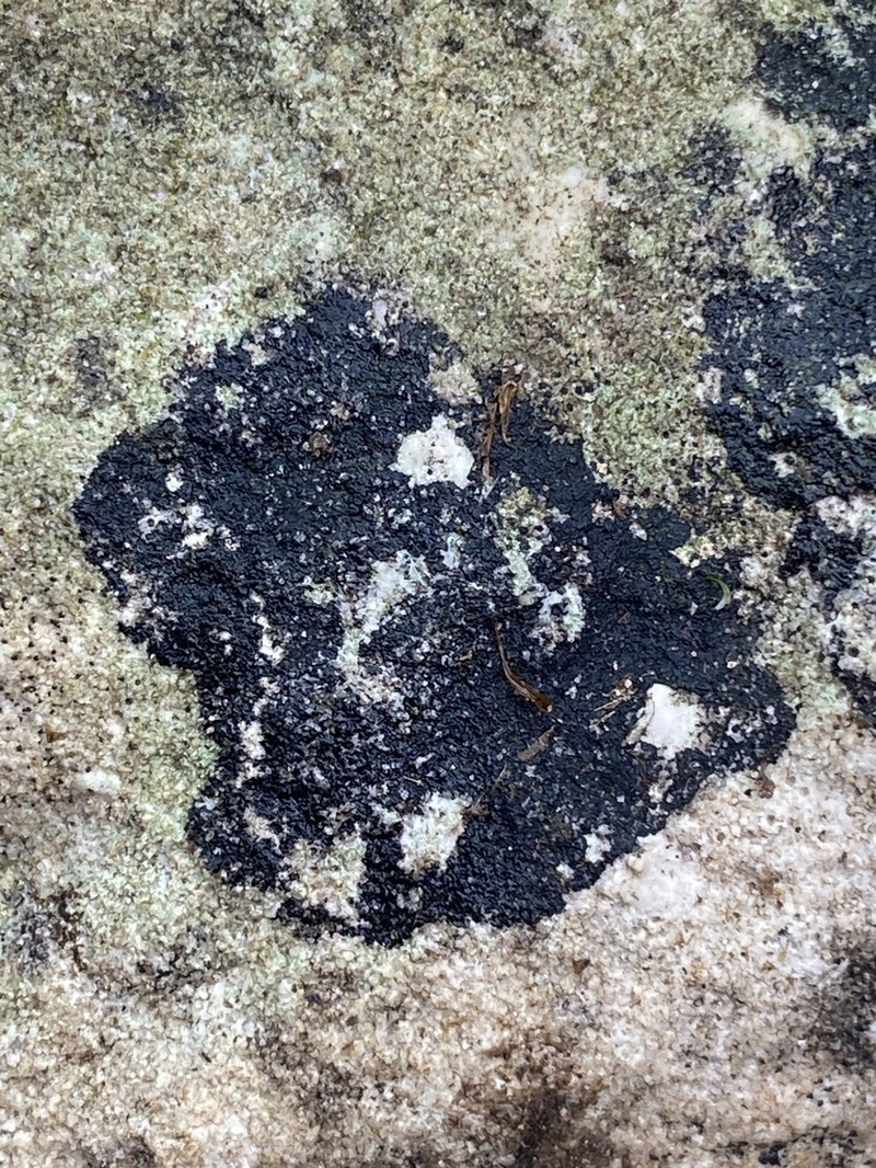 Wart Lichen photo 5