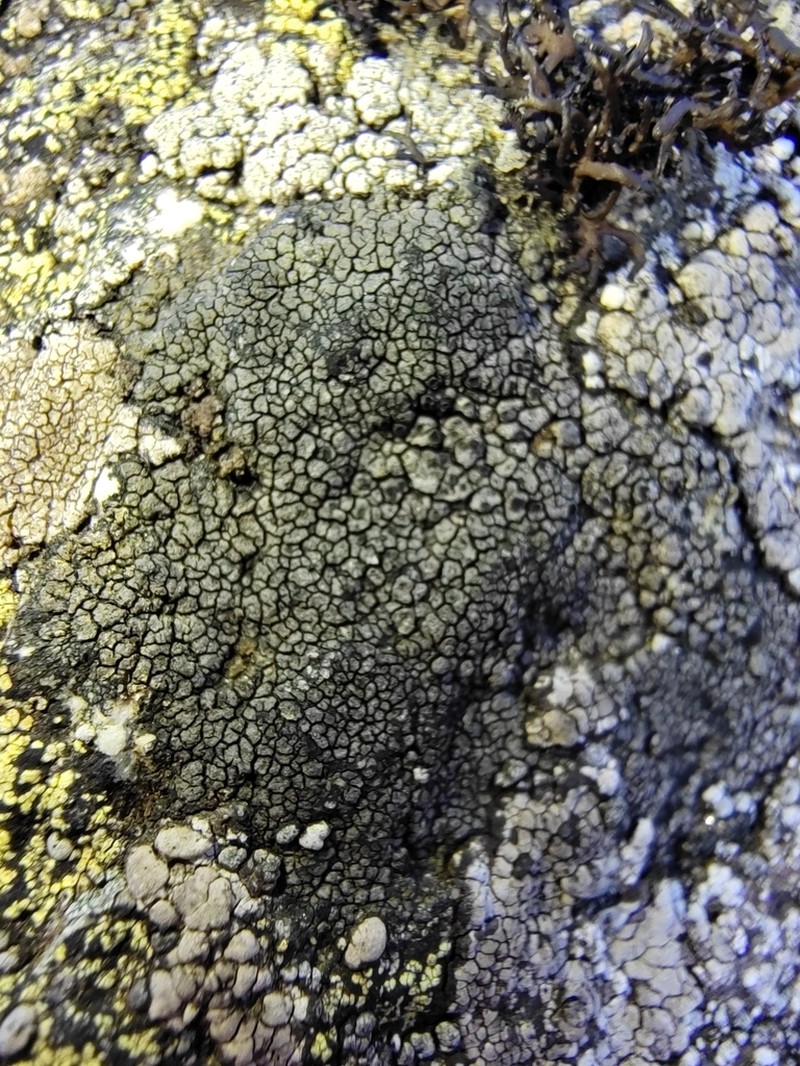 Wart Lichen photo 6