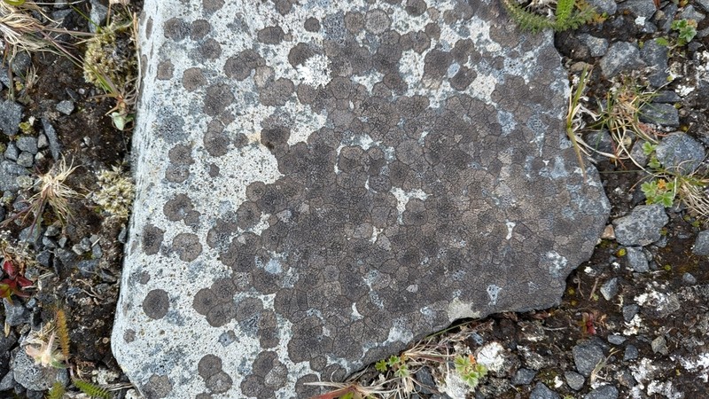 Wart Lichen photo 7