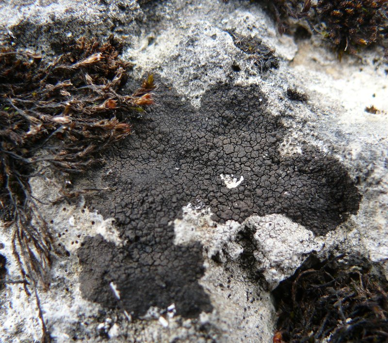 Wart Lichen