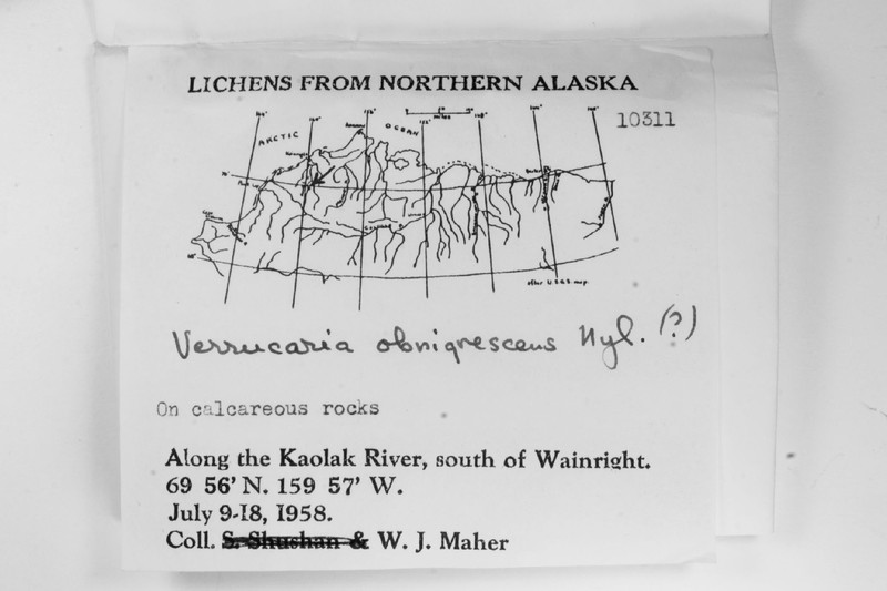 Wart Lichen