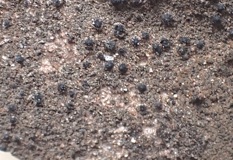 Papillose Wart Lichen