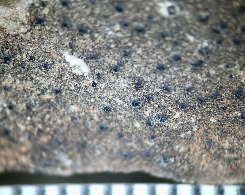 Papillose Wart Lichen photo 2
