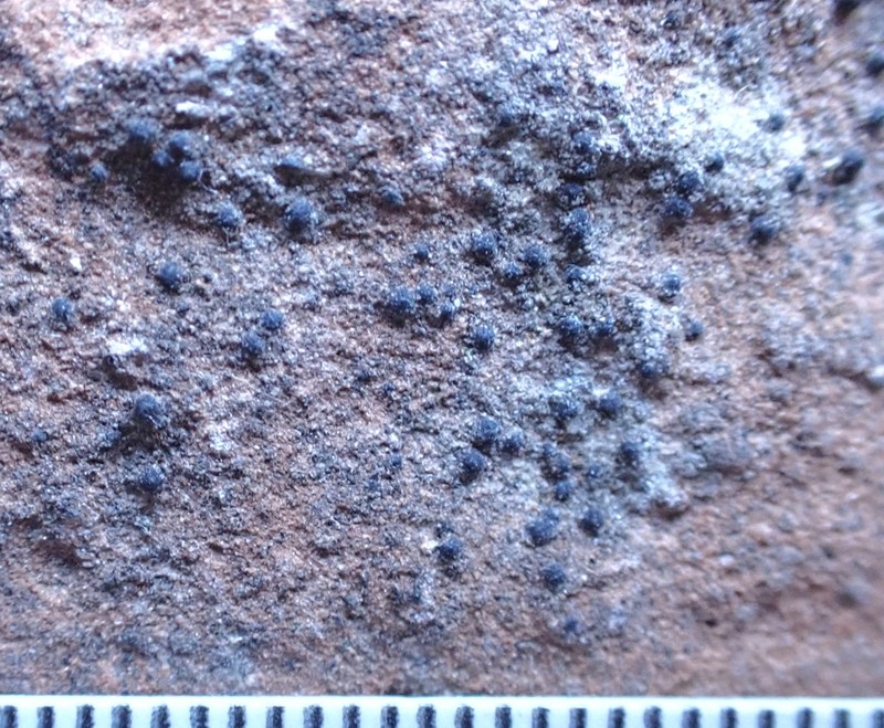 Papillose Wart Lichen photo 3