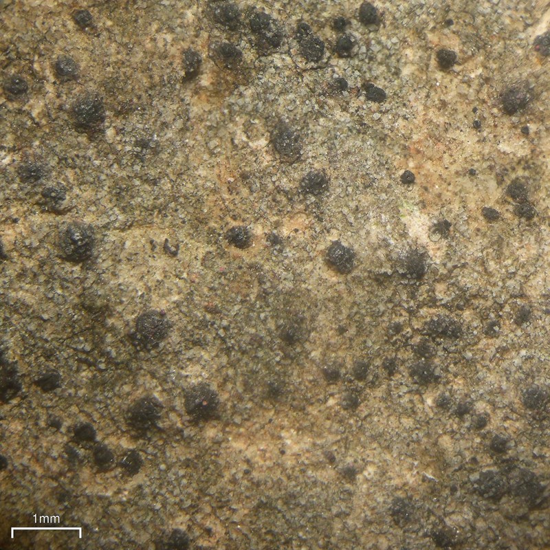 Papillose Wart Lichen photo 4