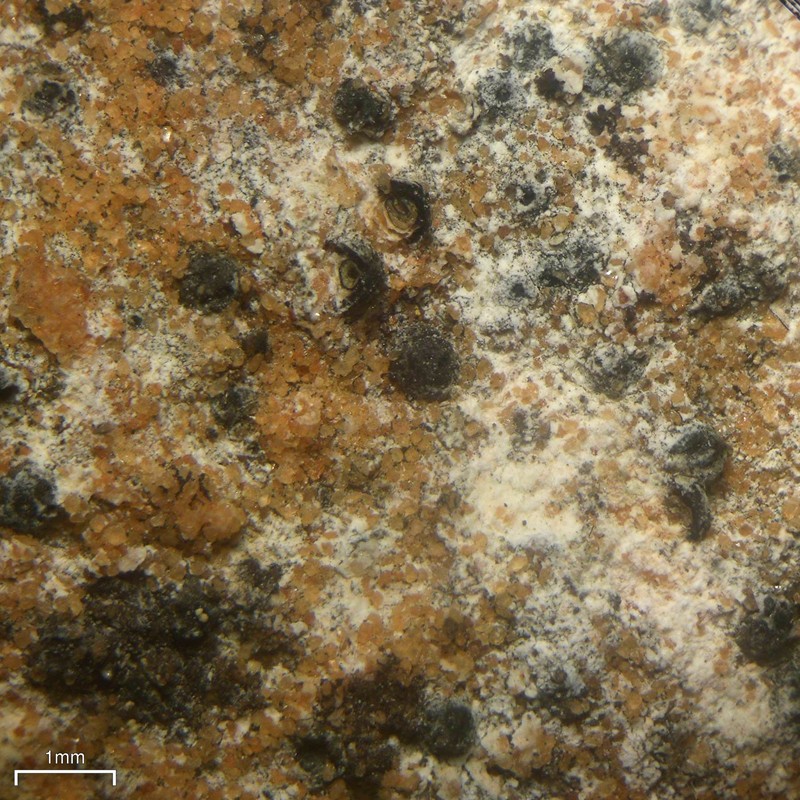 Papillose Wart Lichen photo 5