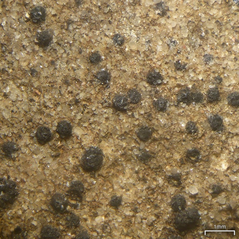 Papillose Wart Lichen photo 6