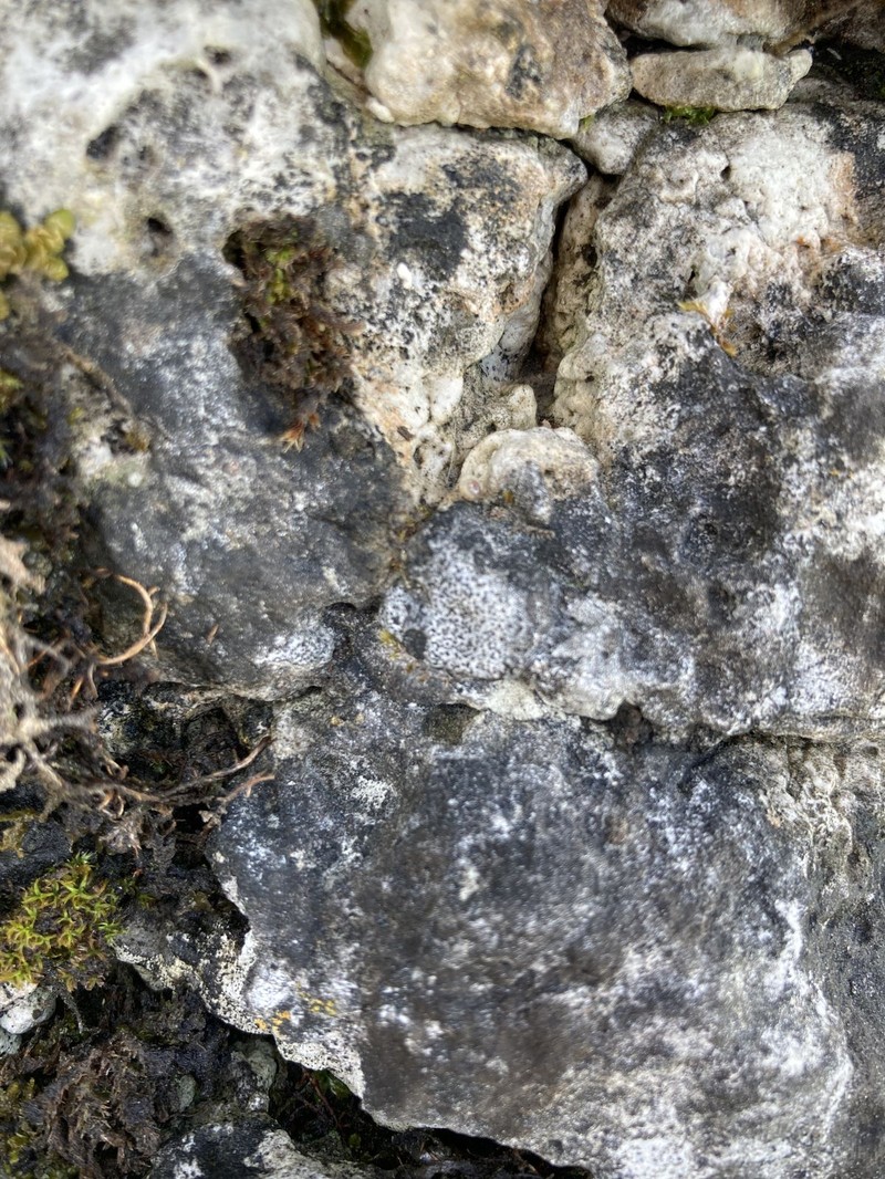 Wart Lichen