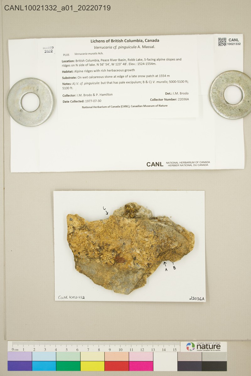 Wart Lichen photo 2