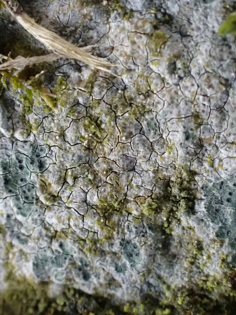 Verrucaria praetermissa