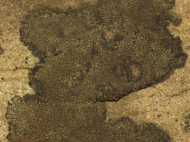 Verrucaria praetermissa photo 2