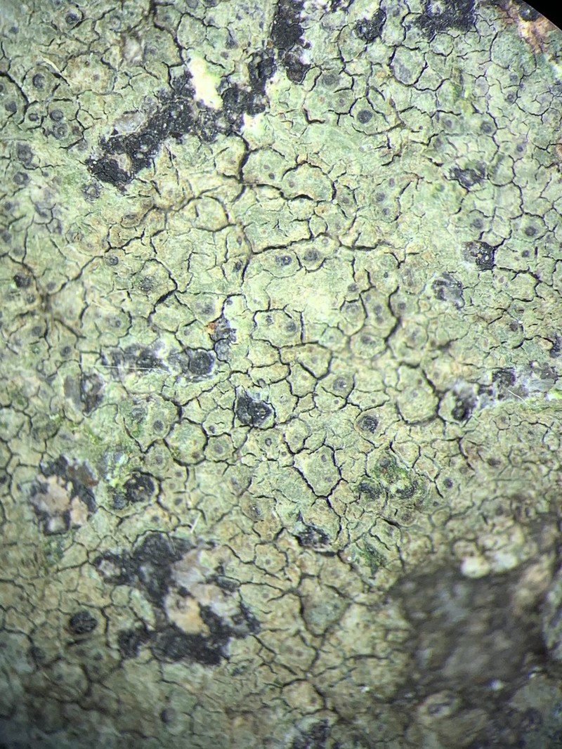 Verrucaria praetermissa photo 3