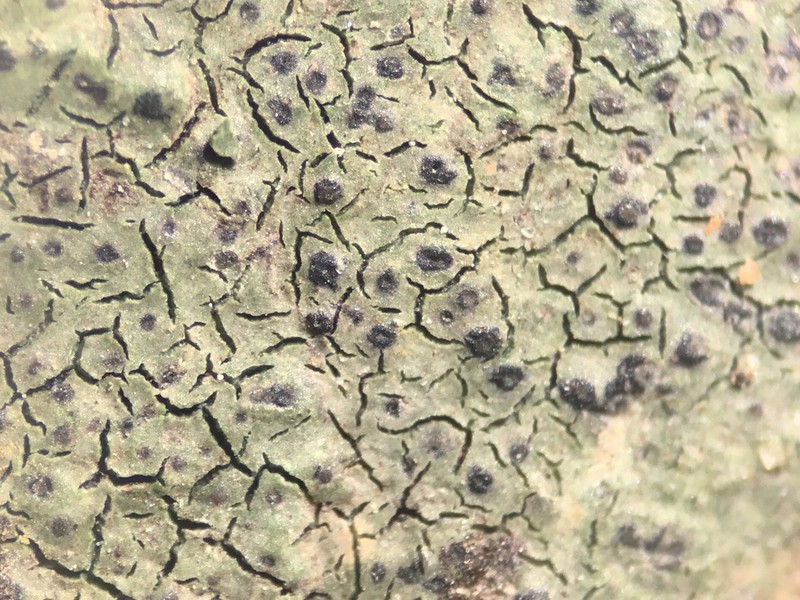 Verrucaria praetermissa photo 4