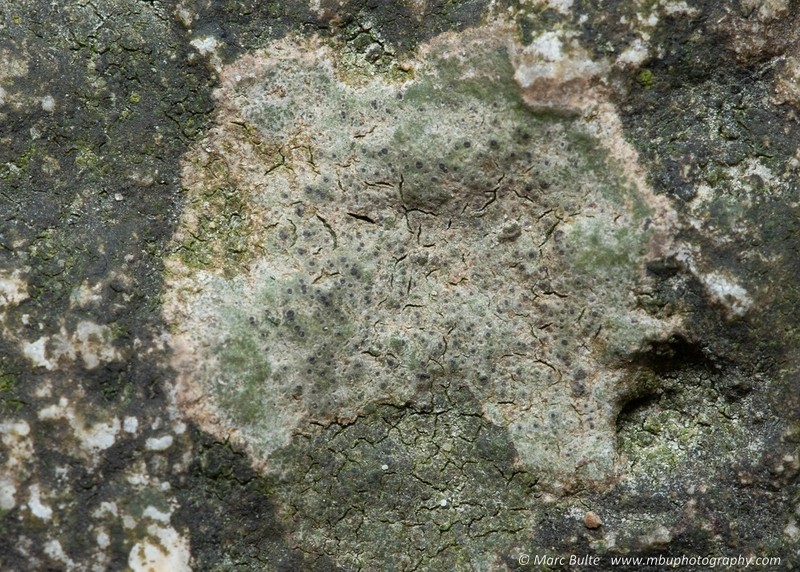 Verrucaria praetermissa photo 5