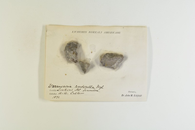 Wart Lichen