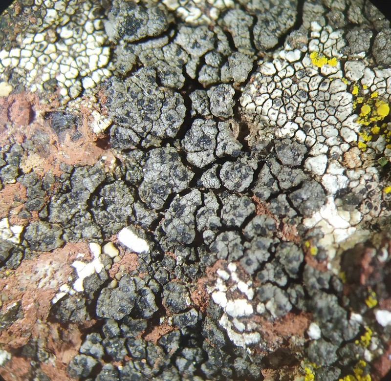Verrucaria sphaerospora photo 2
