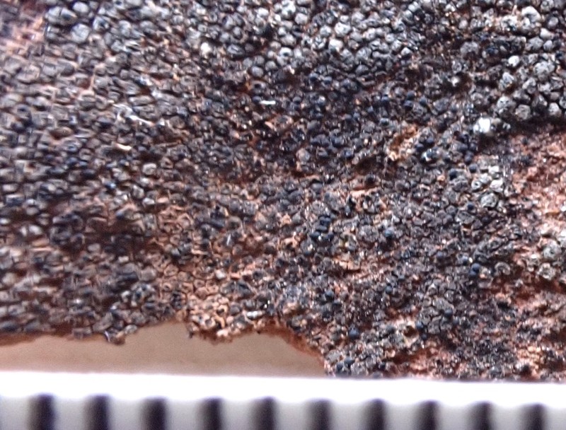 Verrucaria sphaerospora photo 3