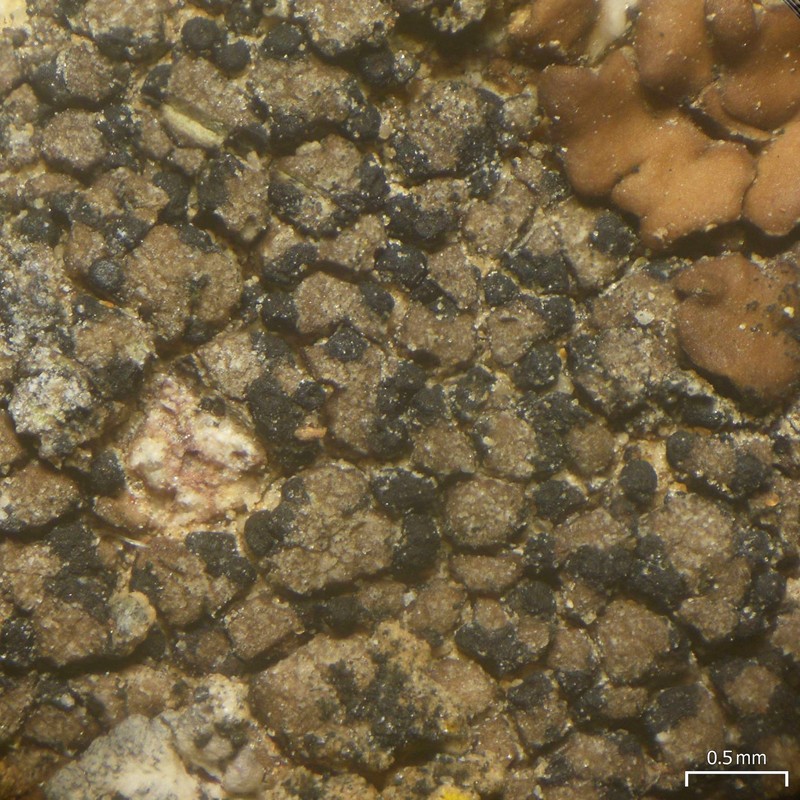 Verrucaria sphaerospora photo 5