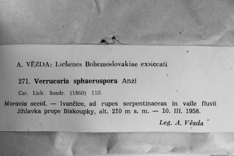 Verrucaria sphaerospora photo 6