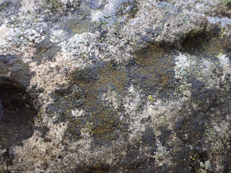Wart Lichen