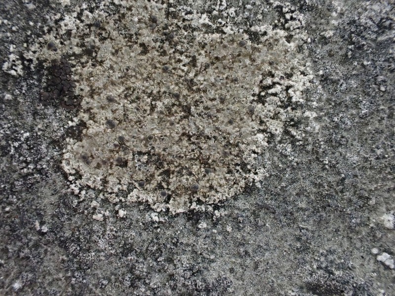 Wart Lichen photo 2
