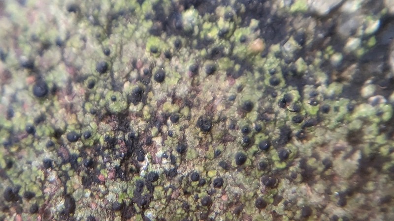Wart Lichen photo 3