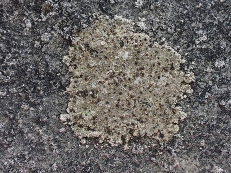 Wart Lichen photo 4