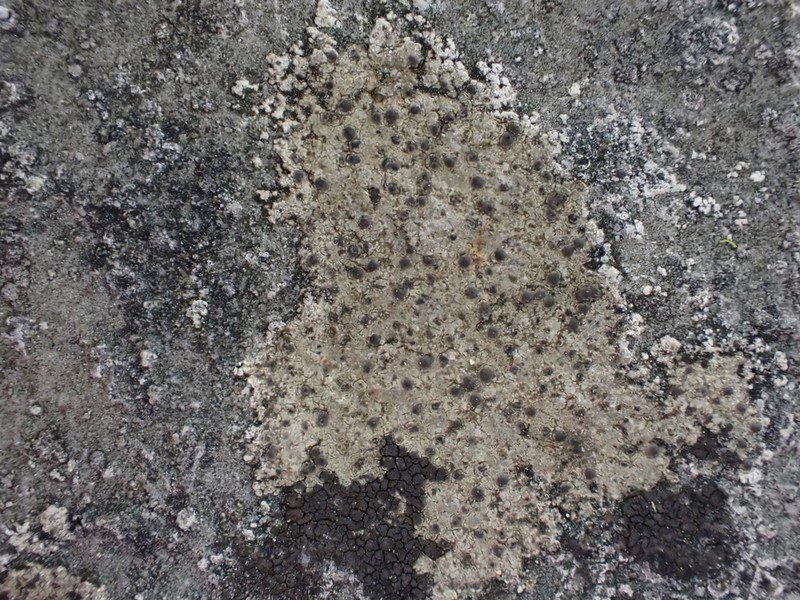 Wart Lichen photo 5