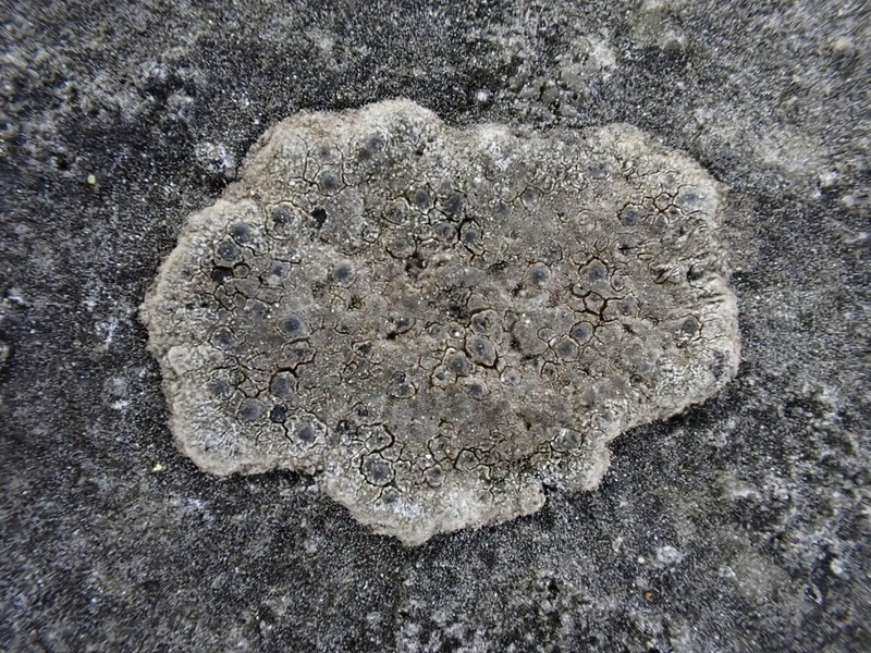 Wart Lichen photo 6
