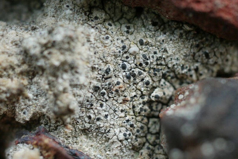 Wart Lichen photo 7