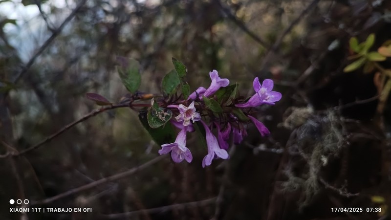 Vesalea mexicana