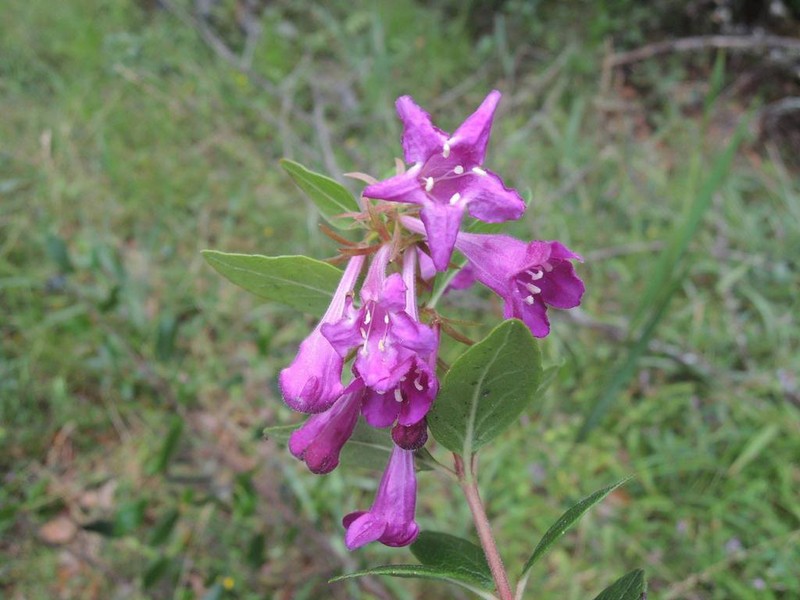 Vesalea mexicana photo 2