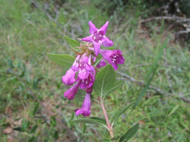 Vesalea mexicana photo 3