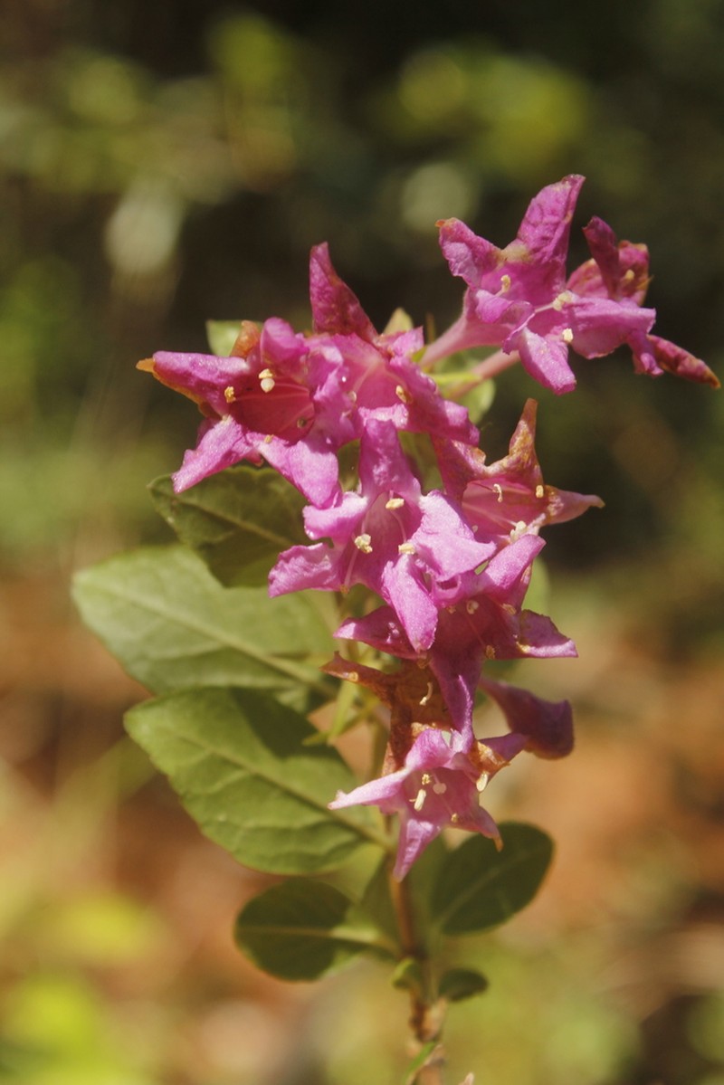 Vesalea mexicana photo 4