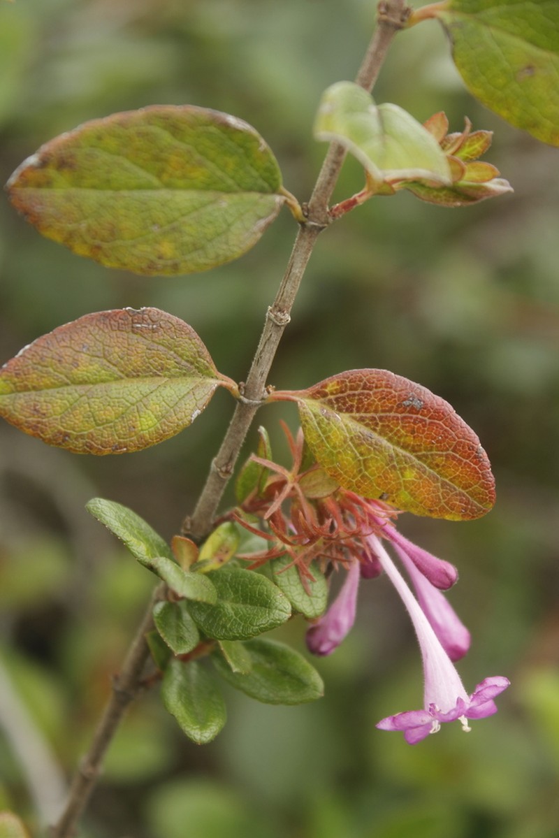 Vesalea mexicana photo 5